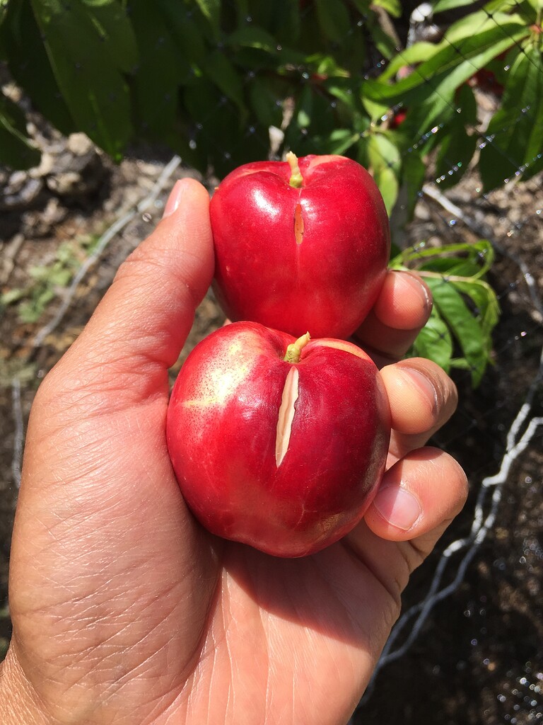 Split Nectarines General Fruit Growing Growing Fruit