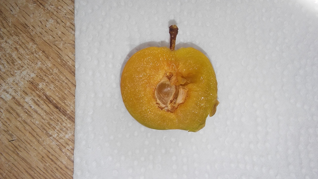 Emerald Drop Pluots General Fruit Growing Growing Fruit