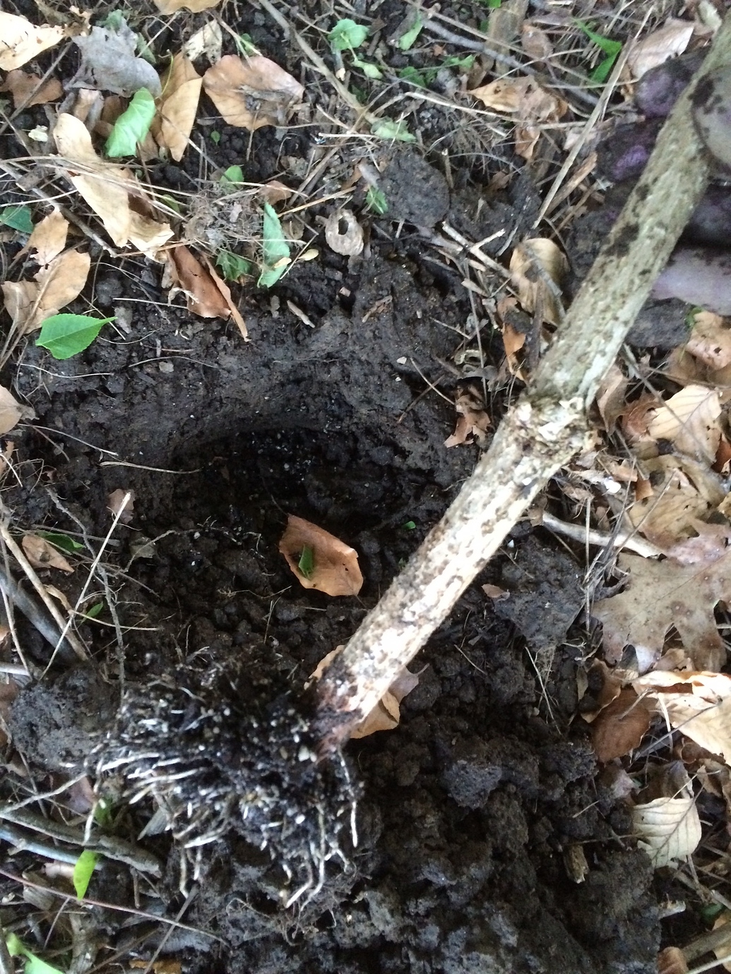 Rooting Elderberry Cuttings Pictures! Growing Fruit