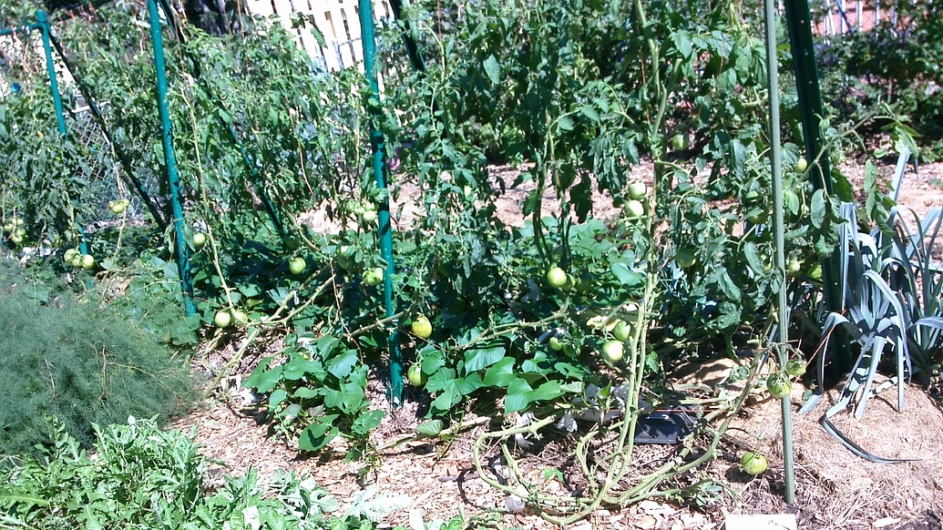 Planted out tomatoes and peppers General Gardening Growing Fruit