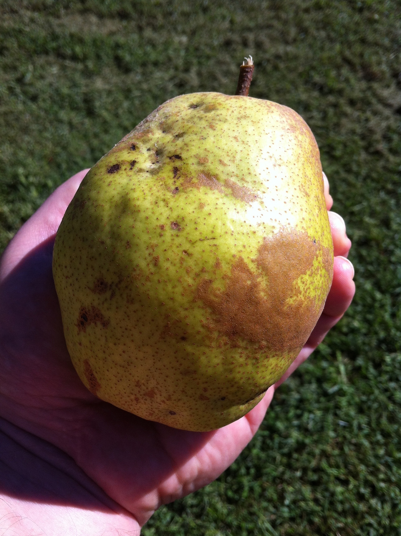 Largest / Best tasting pear General Fruit Growing Growing Fruit