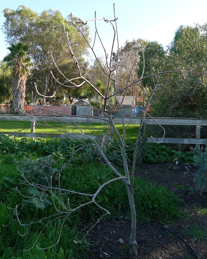 Apple Tree Project Pruning and Topworking General Fruit Growing