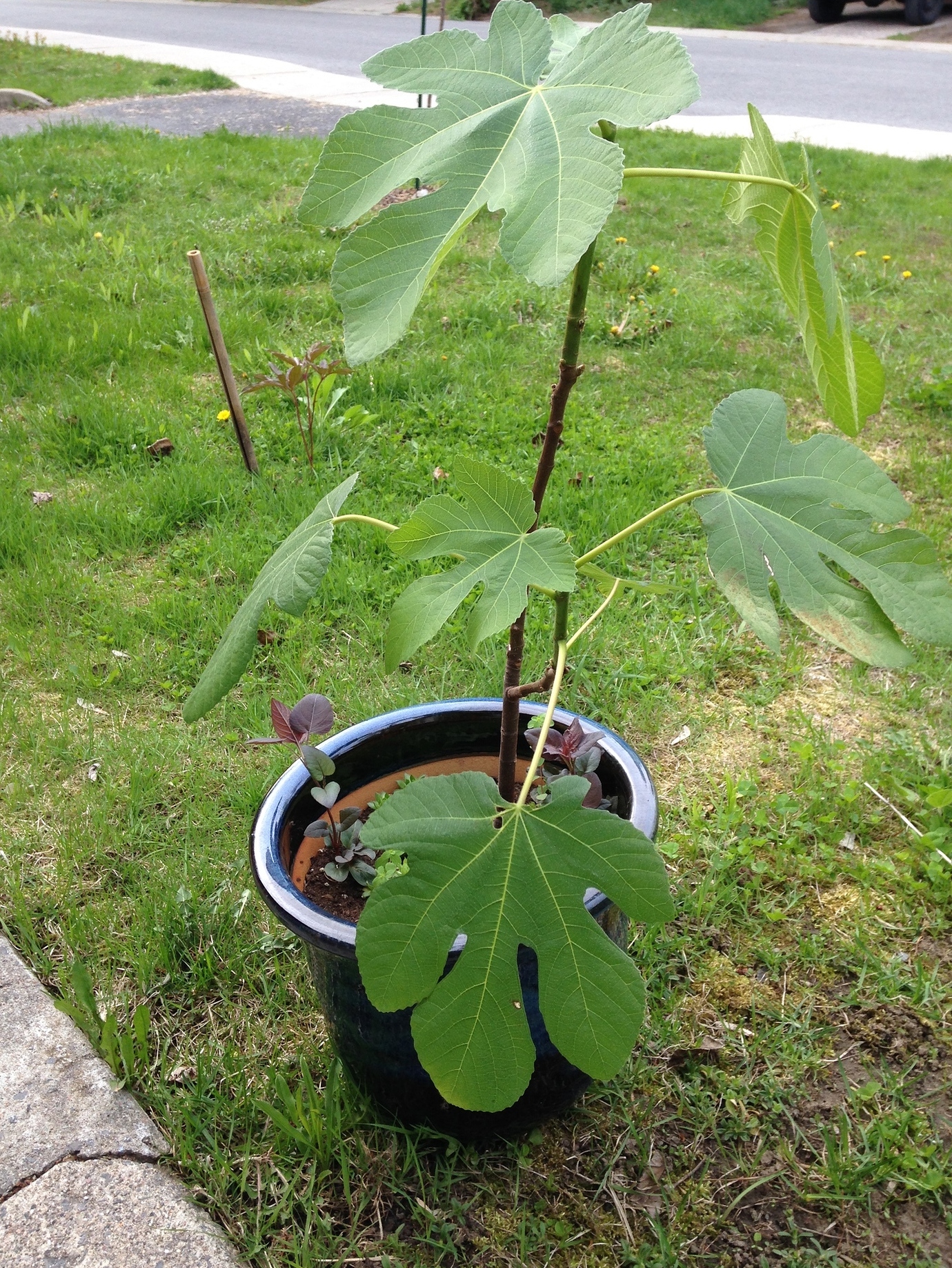 Fig tree in ground, in Qc, zone 4b5a Pictures