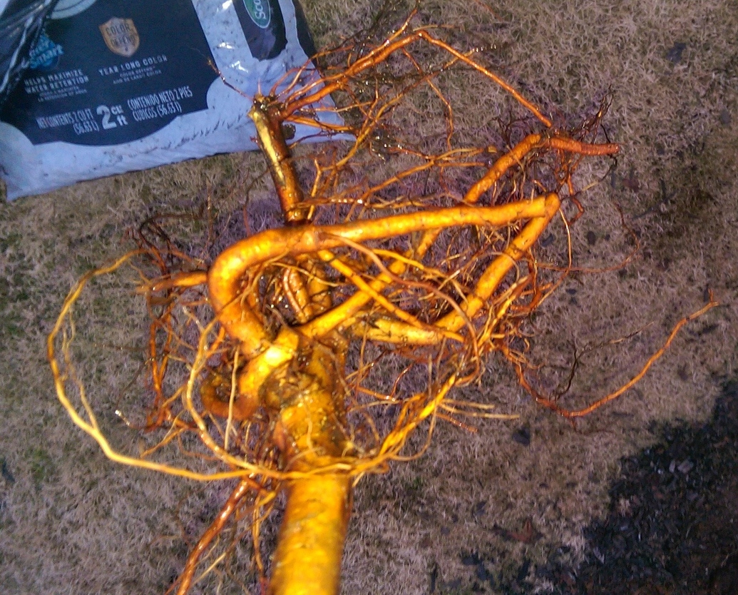 Bare root tree with wrapping/girdling roots General Fruit Growing