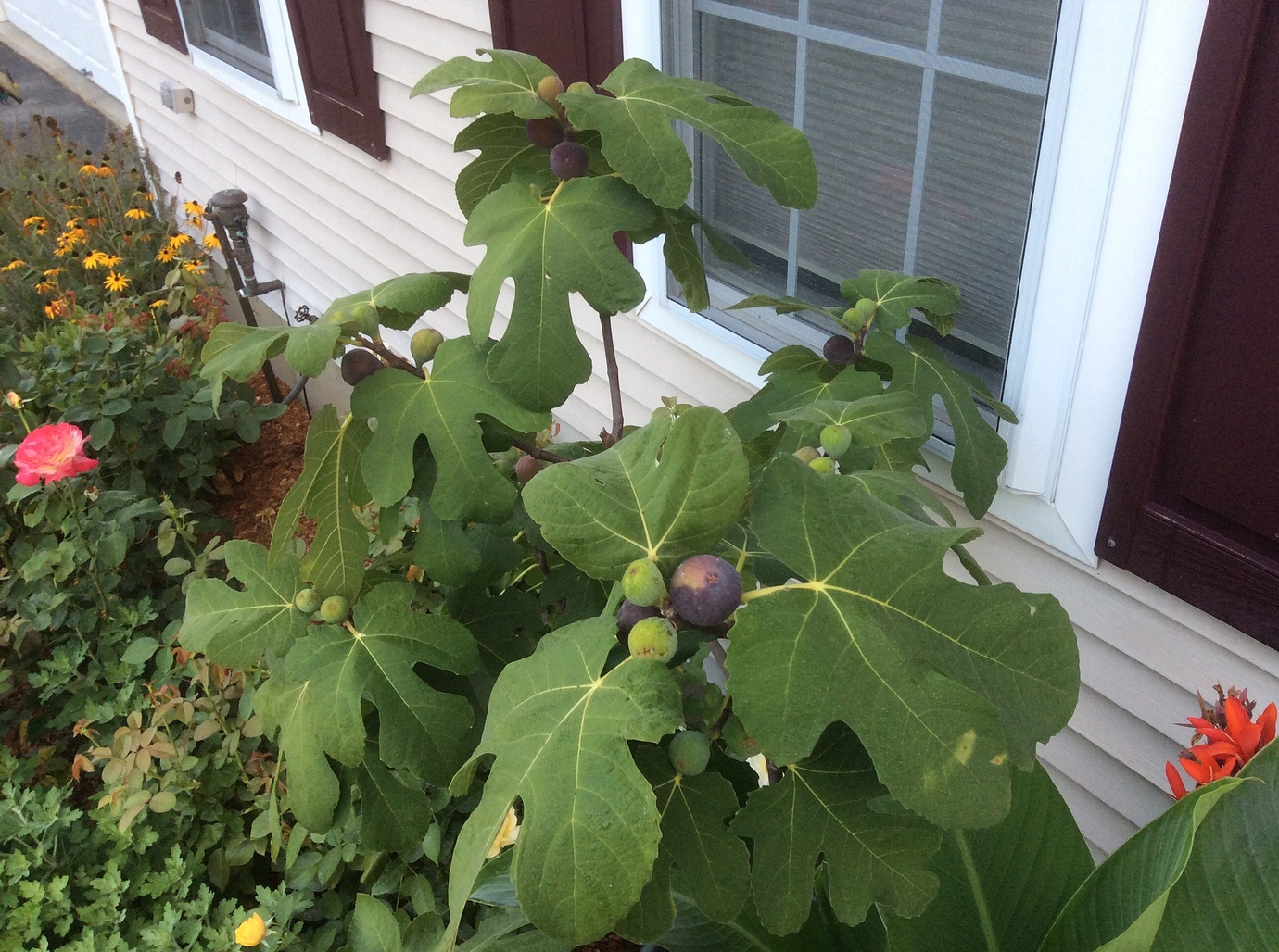 Fig tree in ground, in Qc, zone 4b5a Pictures! Growing Fruit