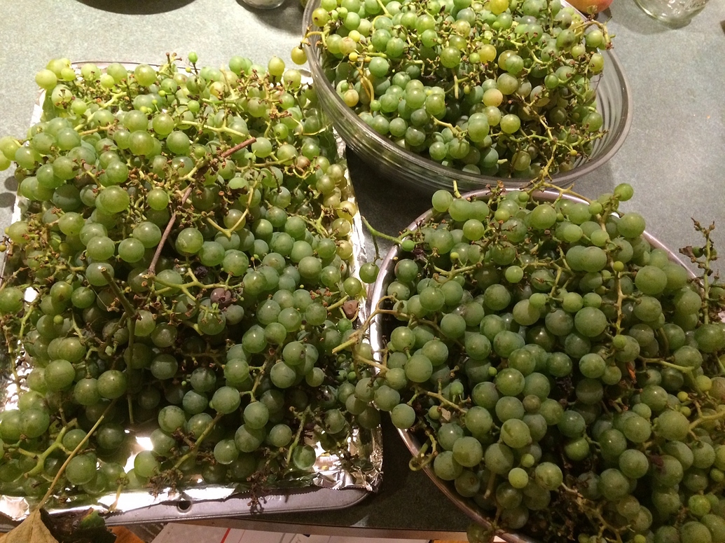 What to do with seeded grapes Fruit in the Kitchen Growing Fruit