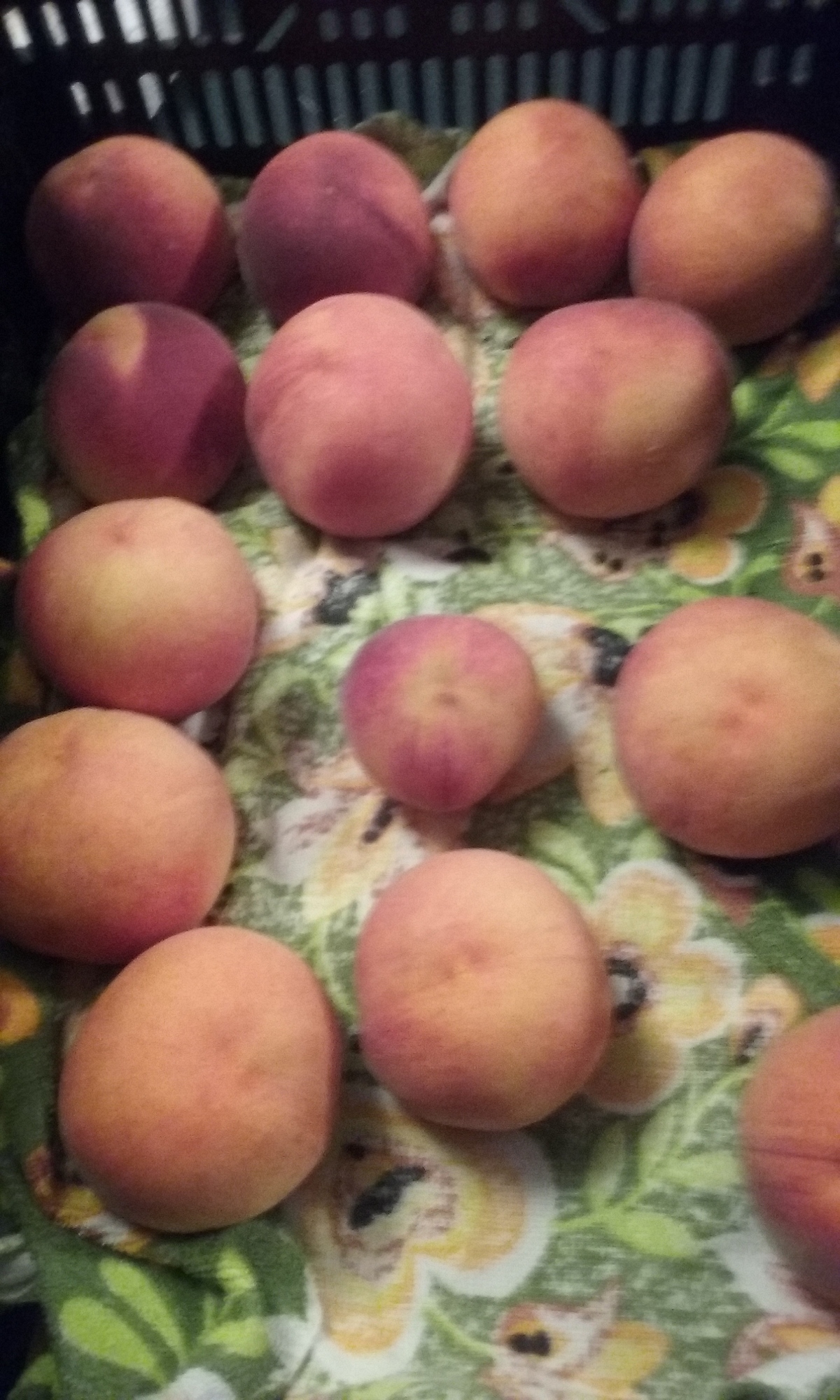 Peaches in Maine General Fruit Growing Growing Fruit