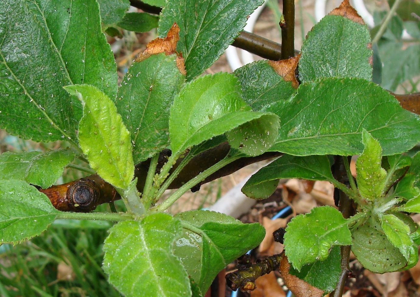 Aphids Winning General Fruit Growing Growing Fruit