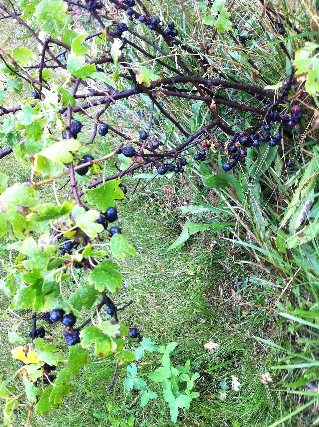 Is Crandall Clove Currant selffertile? General Fruit Growing