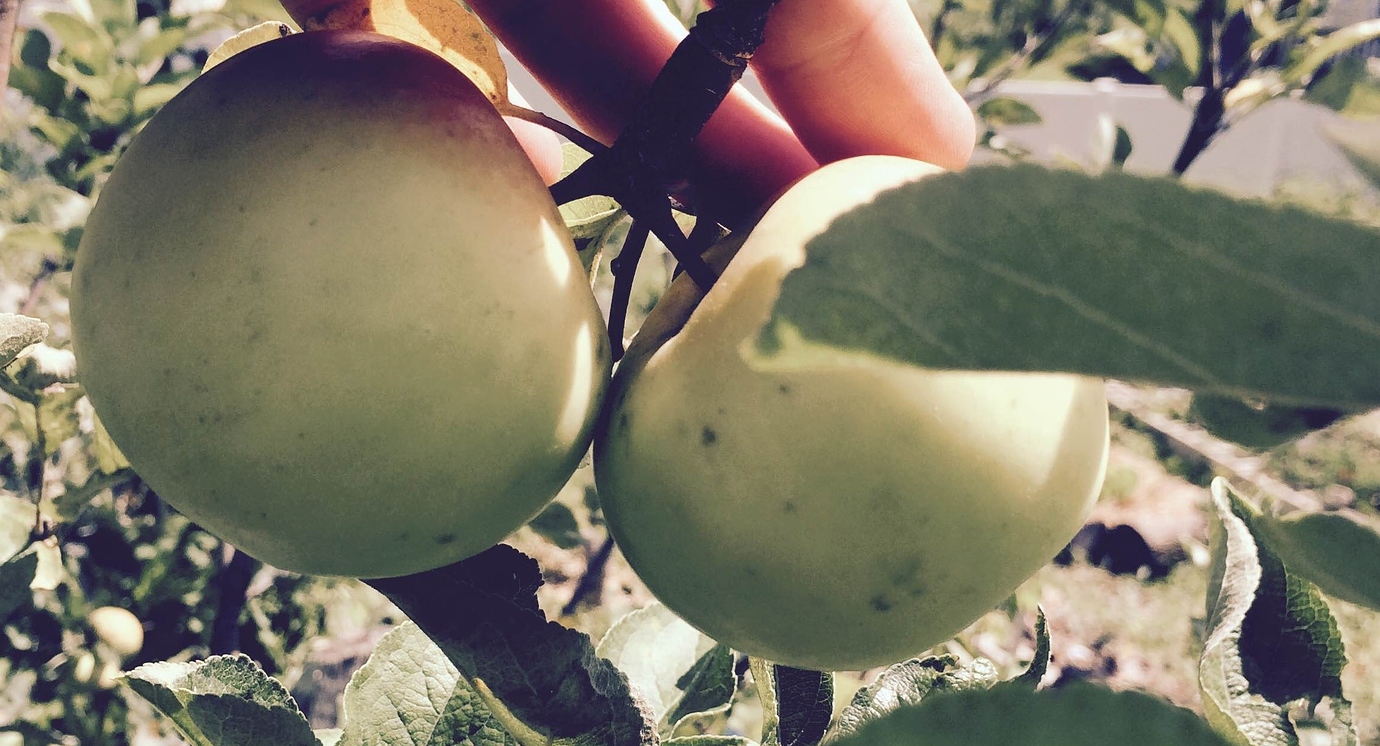 Kazakhstan Apples General Fruit Growing Growing Fruit
