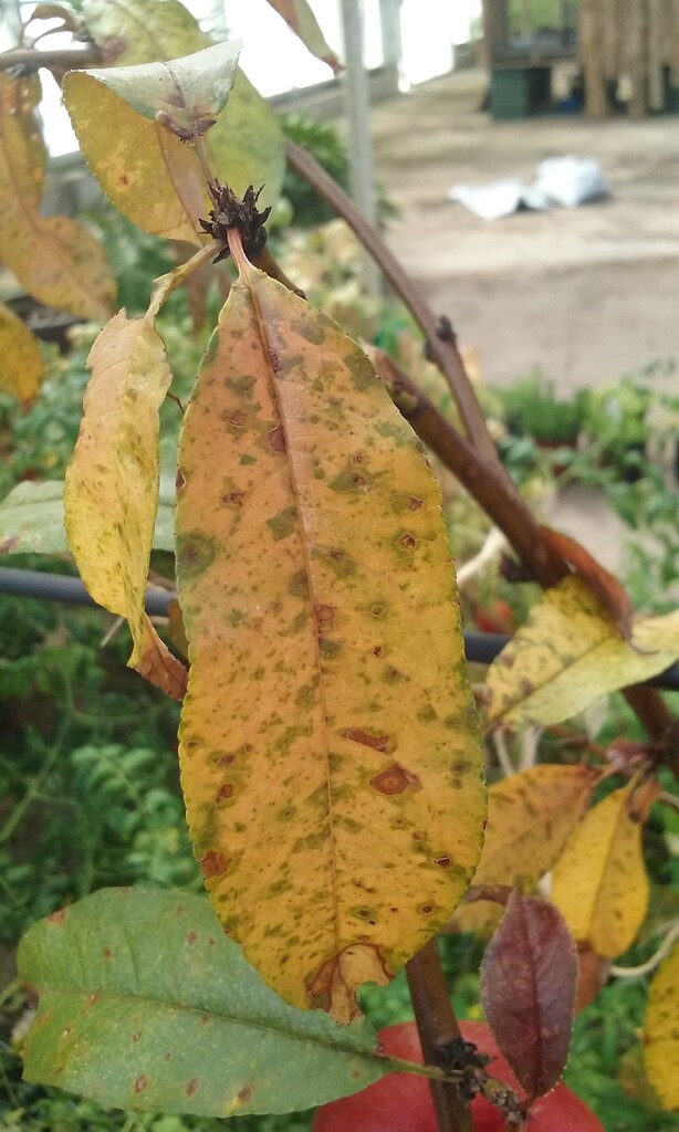 Fungus on nectarine? General Fruit Growing Growing Fruit
