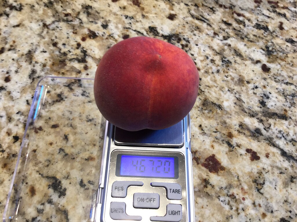 First peach of the year wormy! General Fruit Growing Growing Fruit