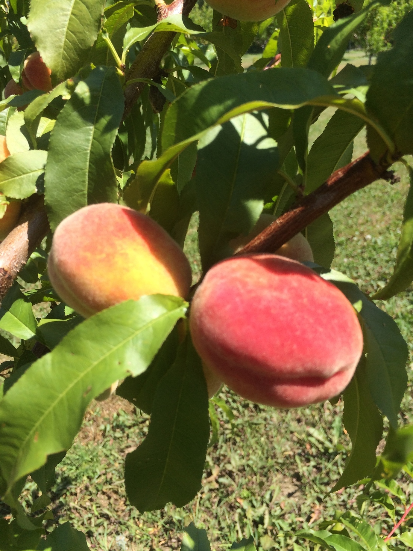 Peaches in Maine General Fruit Growing Growing Fruit