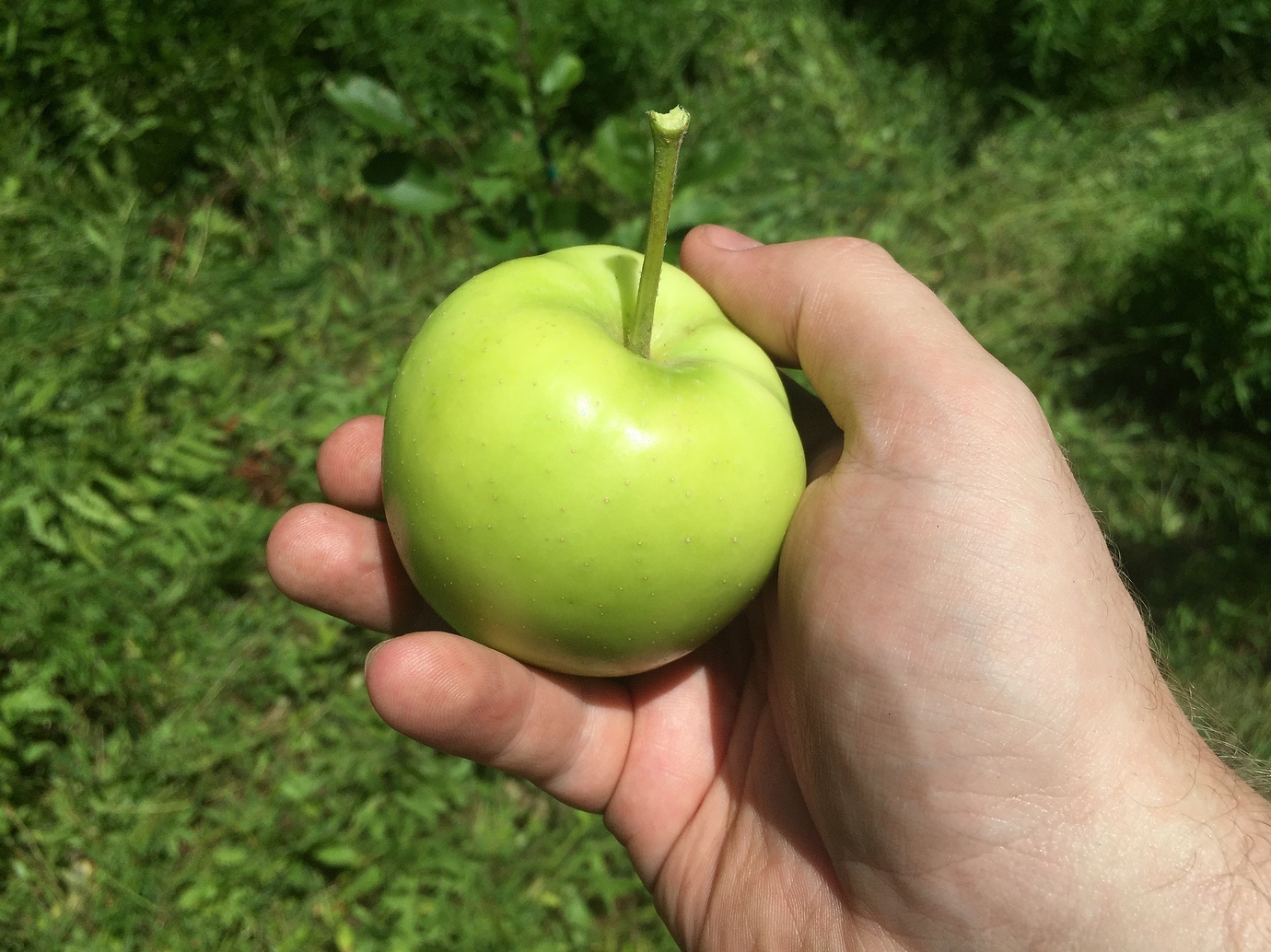 Disease resistant apples? General Fruit Growing Growing Fruit