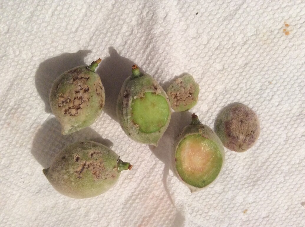What caused these damages on peaches? This Bug? General Fruit Growing