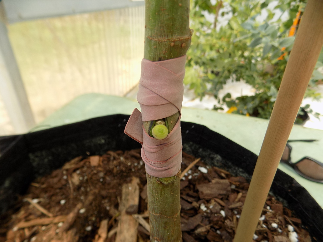 T-budding tutorial - Guides - Growing Fruit