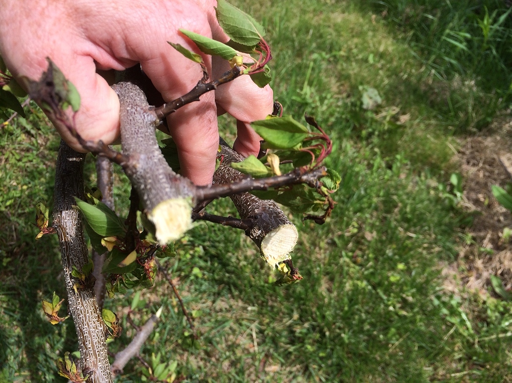 Wilting Apricot Branch General Fruit Growing Growing Fruit