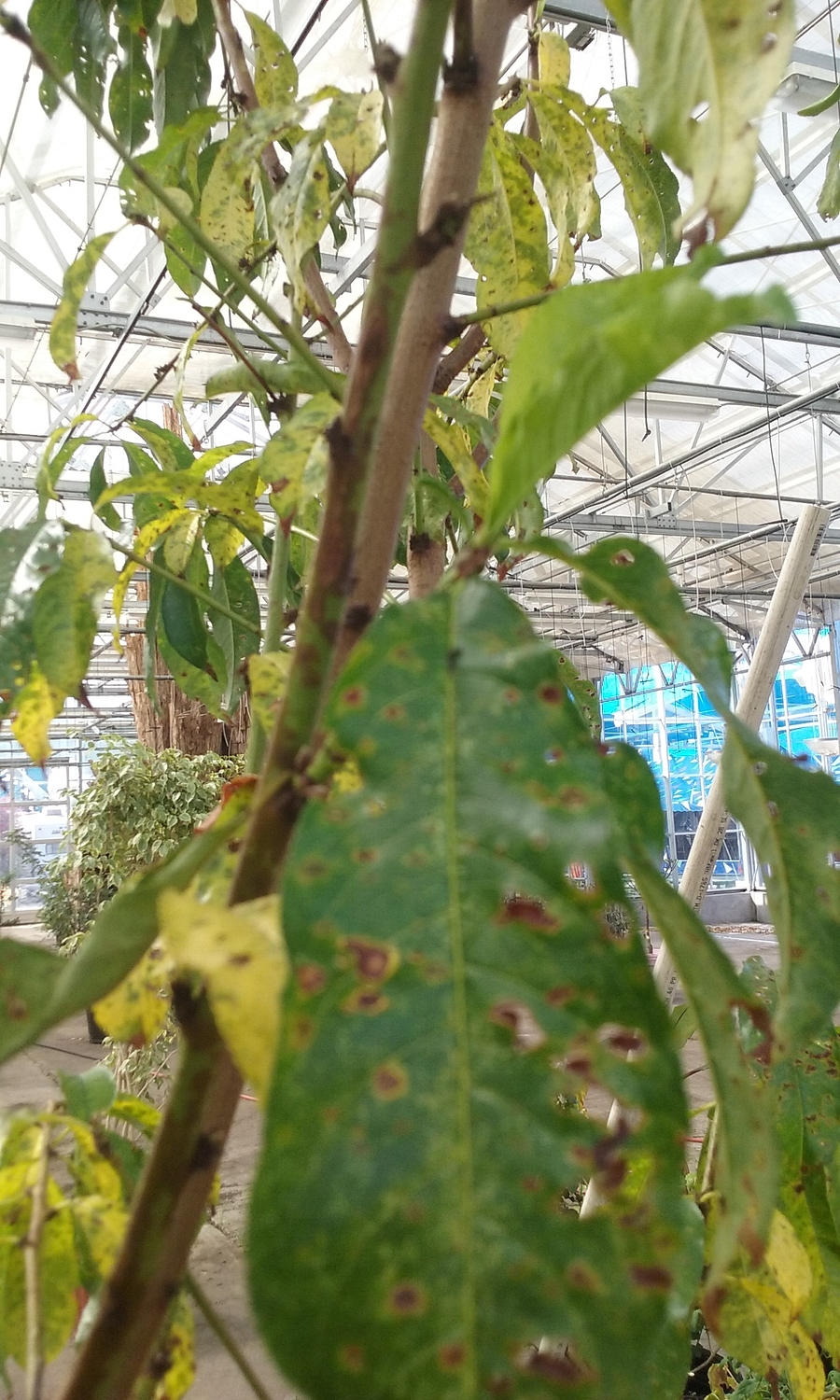 Fungus on nectarine? General Fruit Growing Growing Fruit