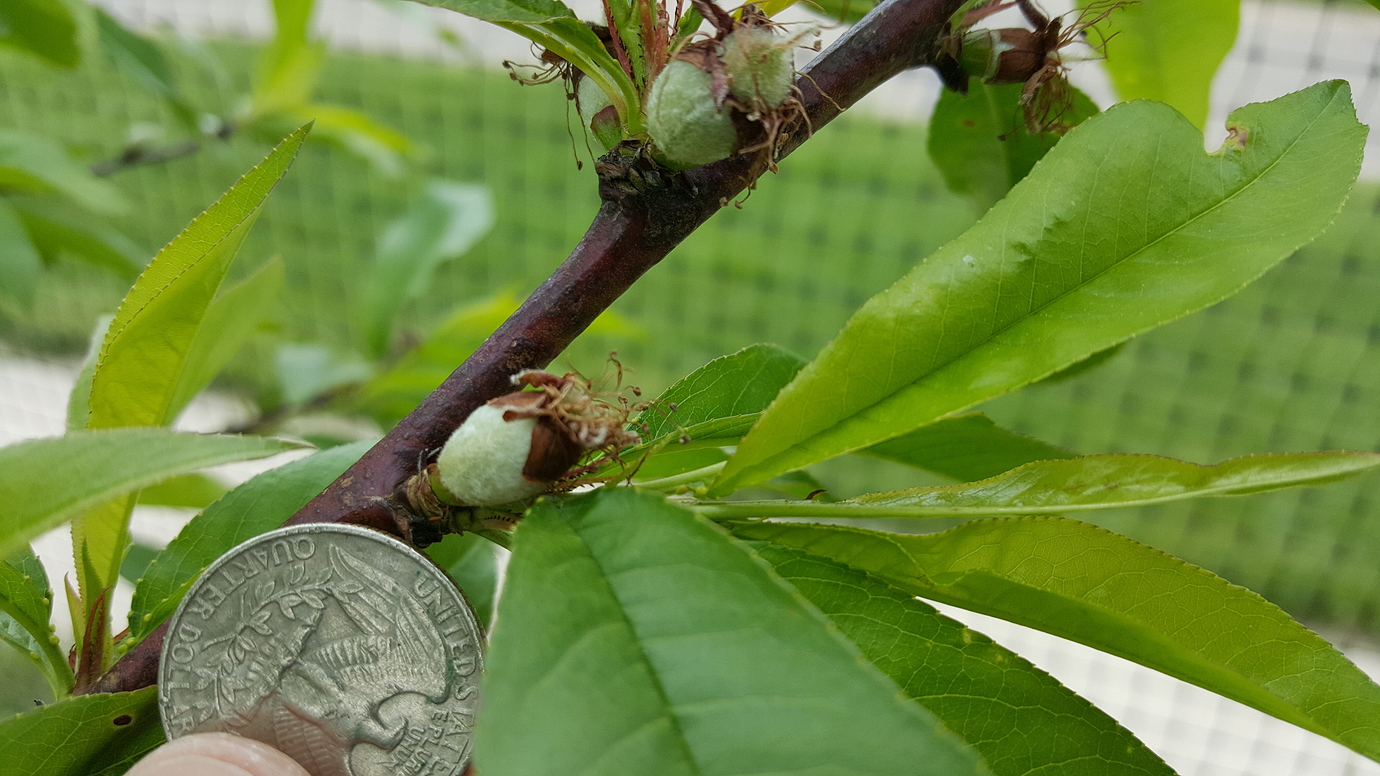 Nectarines for Zone 5 General Fruit Growing Growing Fruit