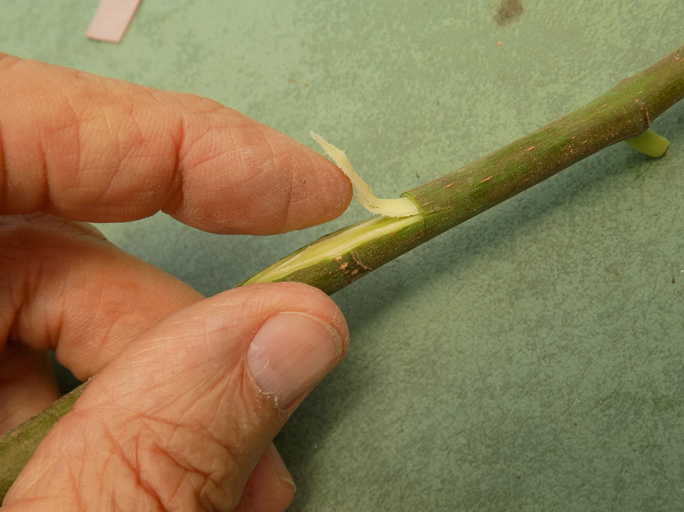 T-budding tutorial - Guides - Growing Fruit