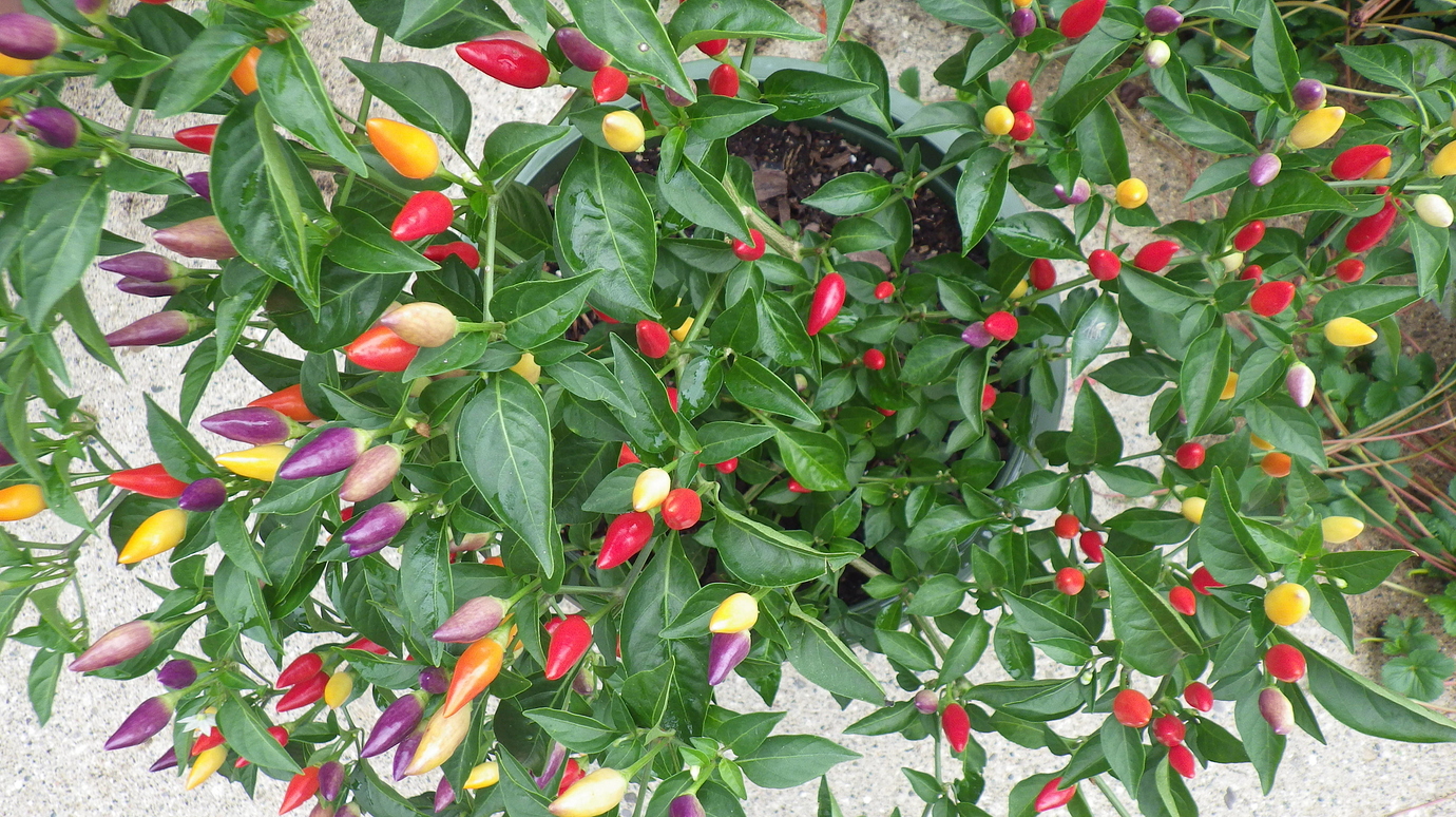 Carolina reapers General Gardening Growing Fruit