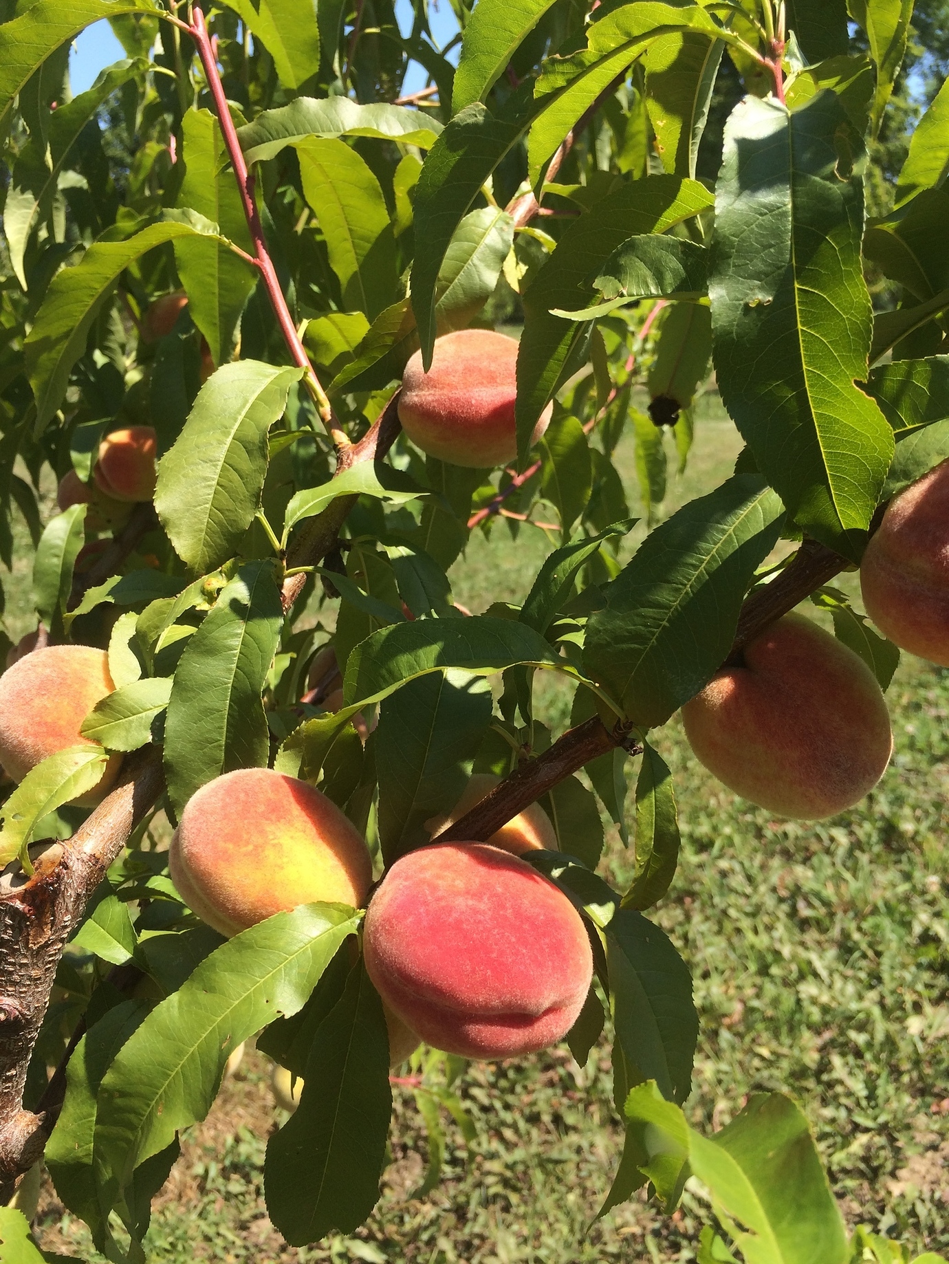Peaches in Maine General Fruit Growing Growing Fruit