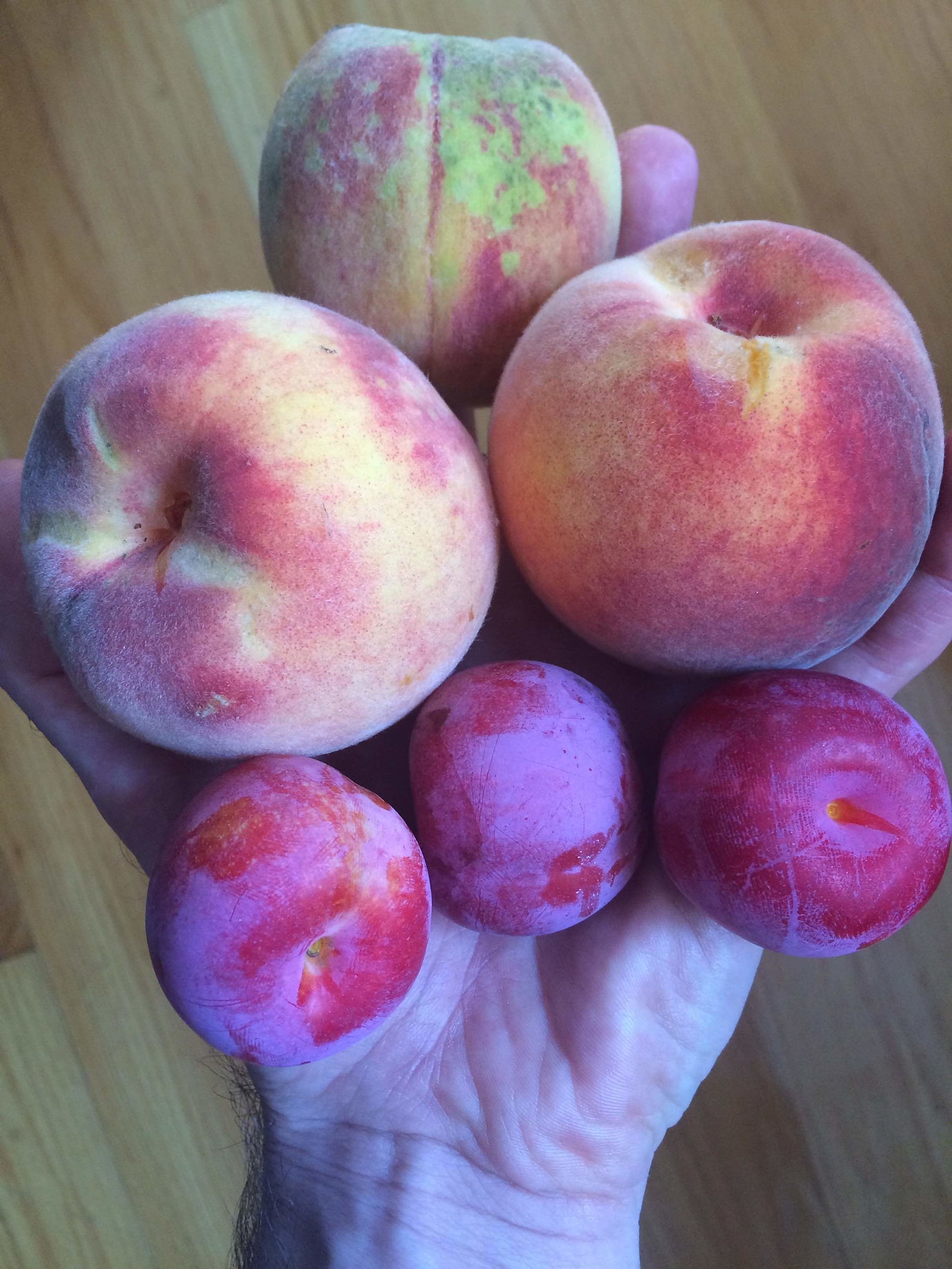 Redhaven peaches General Fruit Growing Growing Fruit
