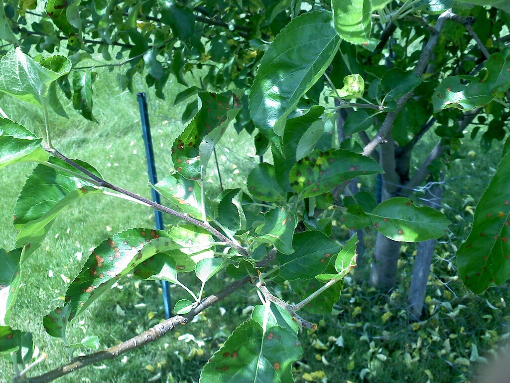 Apple tree dropping leaves General Fruit Growing Growing Fruit