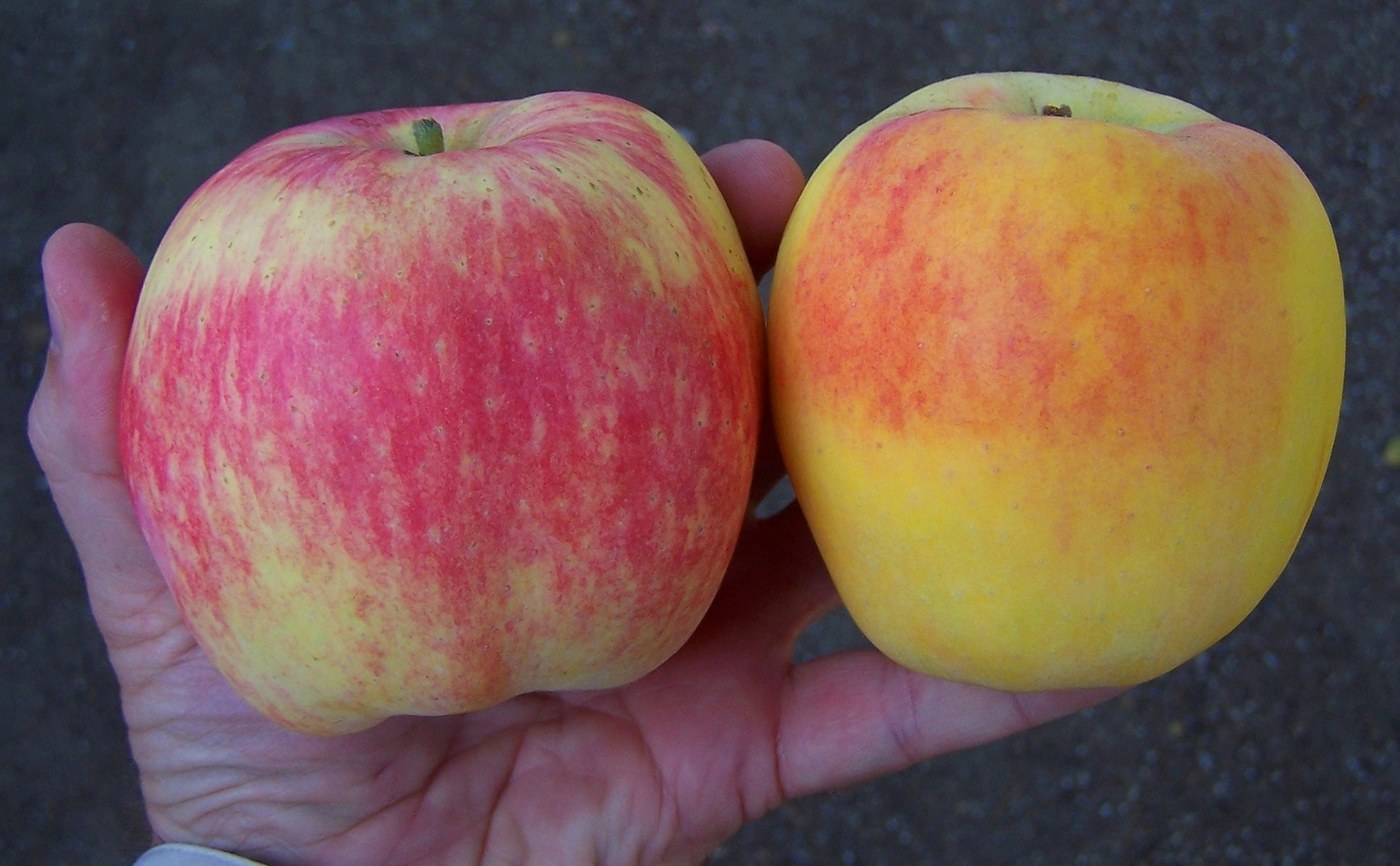 Before and After - Anna Apple - Pictures! - Growing Fruit