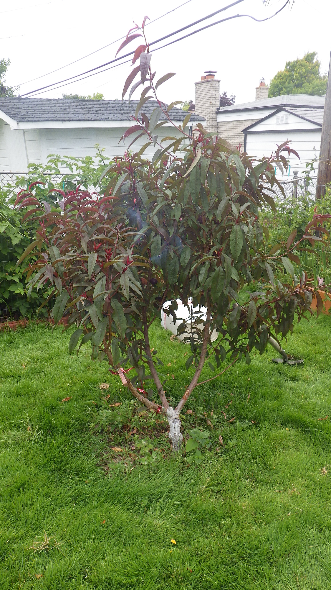 Pruning help with Spice Zee General Fruit Growing Growing Fruit