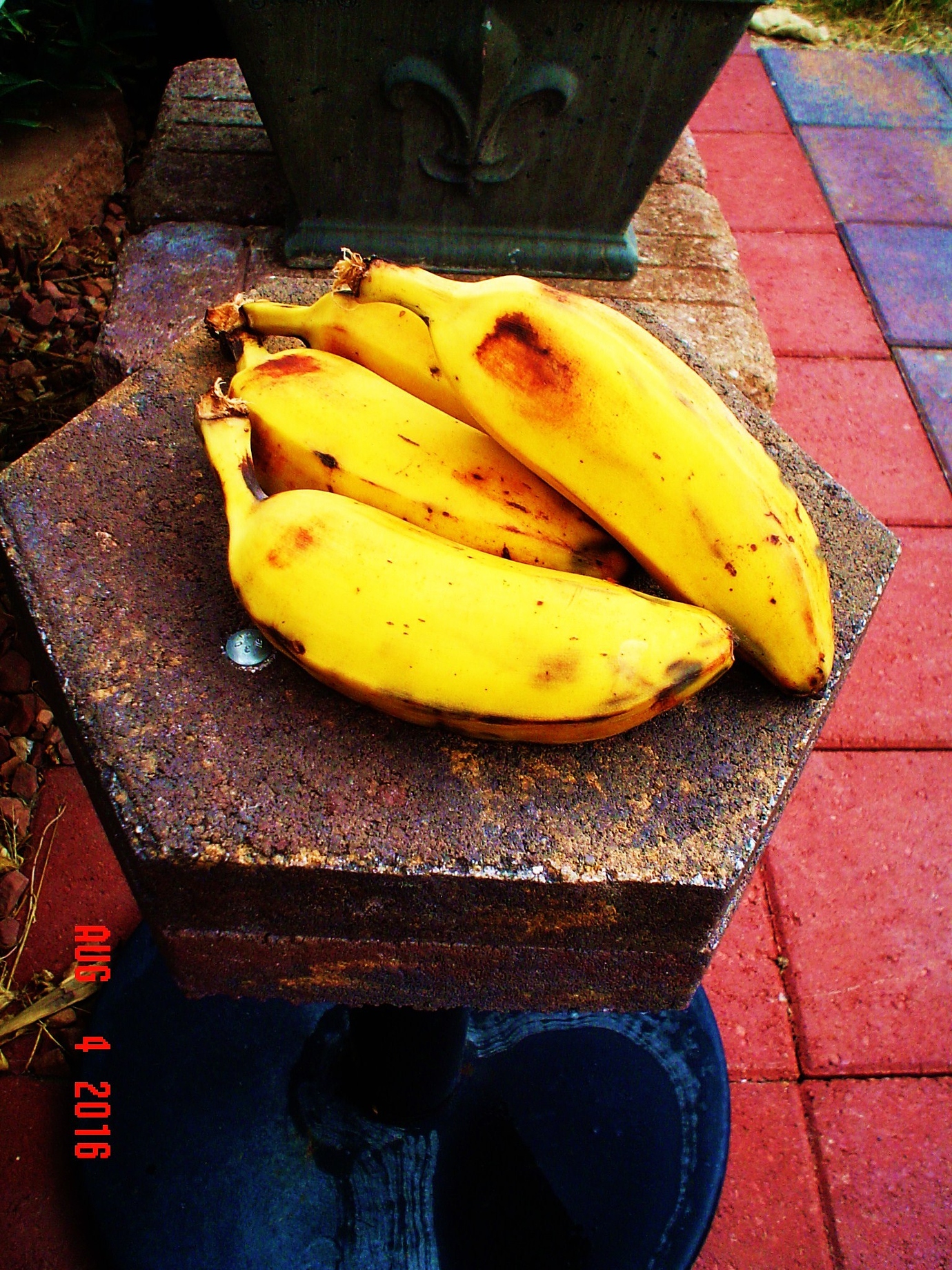 Bananas in Northern California General Fruit Growing Growing Fruit