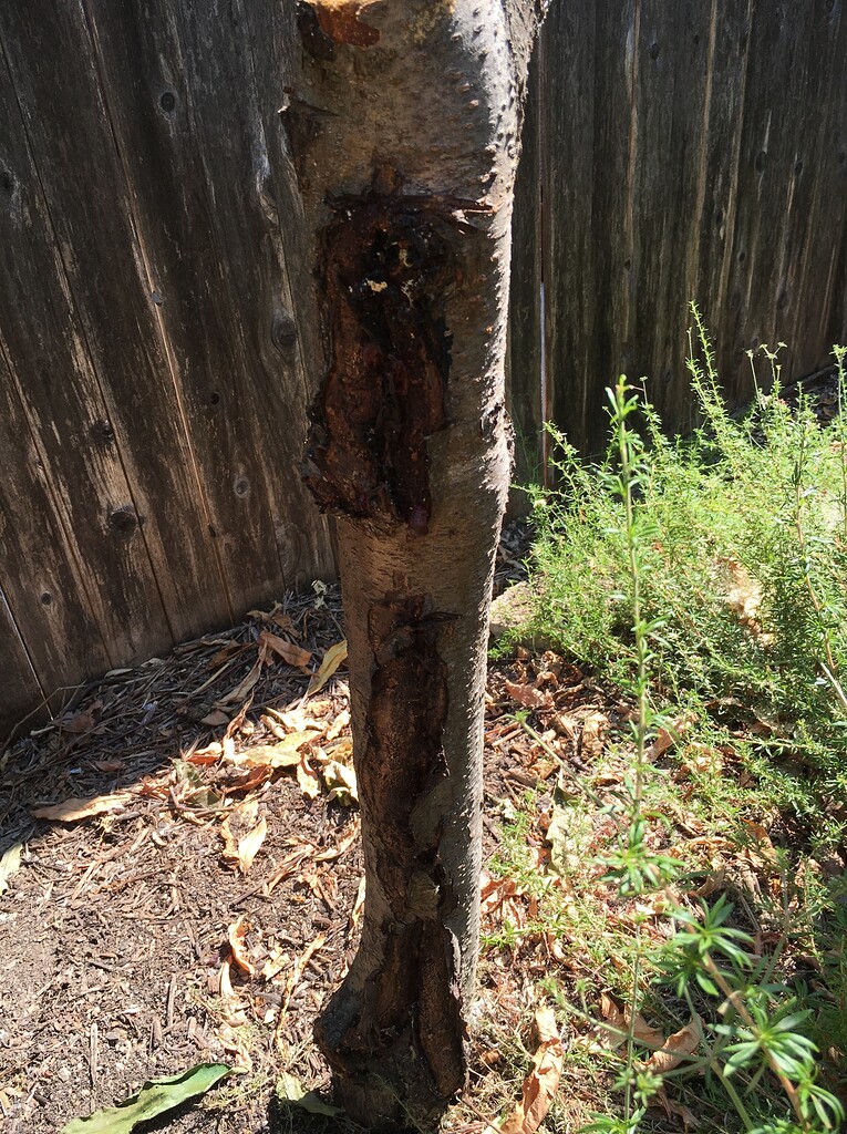 Nectarine, split bark and oozing General Fruit Growing Growing Fruit