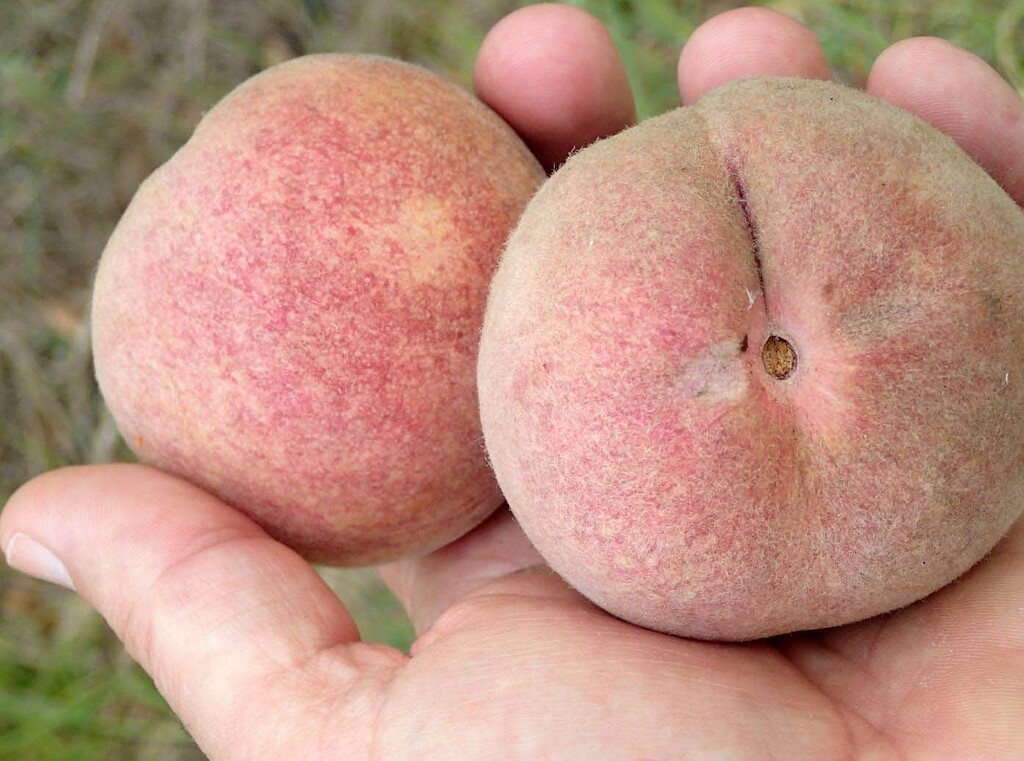 red peach fruit