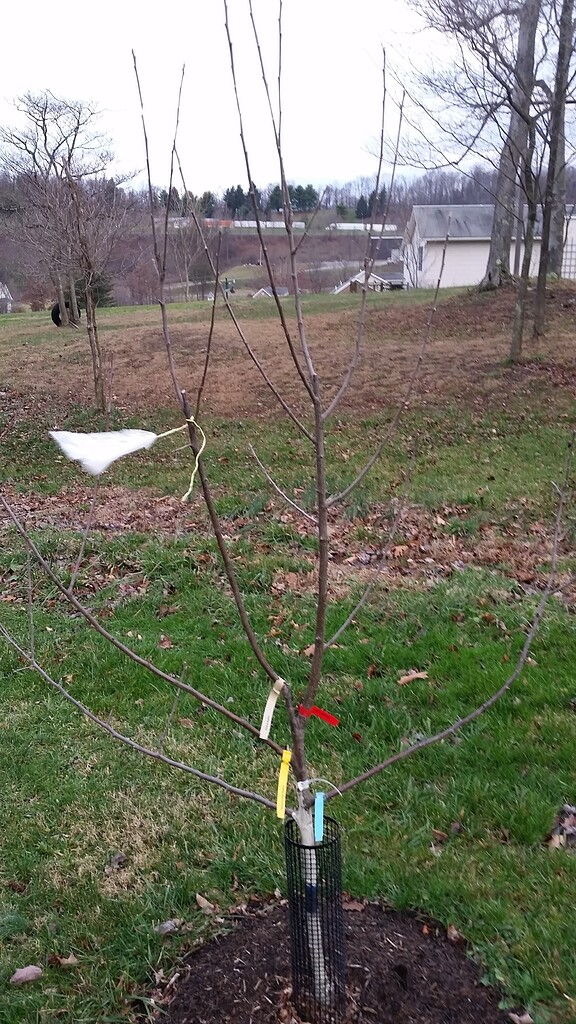 Pruning my multigraft apple General Fruit Growing Growing Fruit