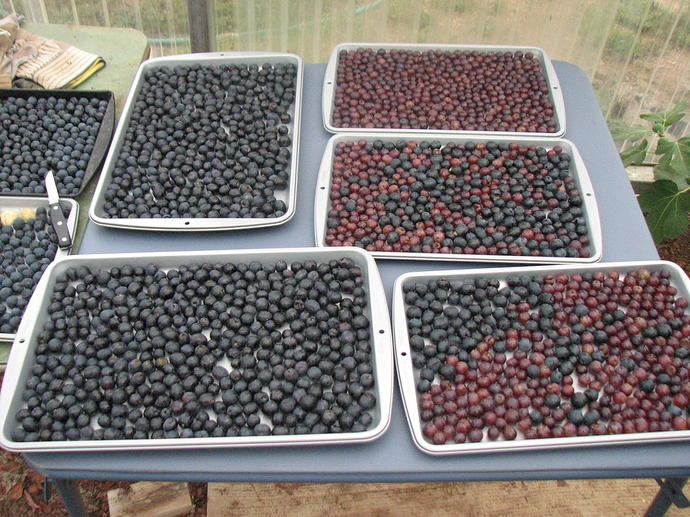 Time to dry some nectarines Fruit in the Kitchen Growing Fruit