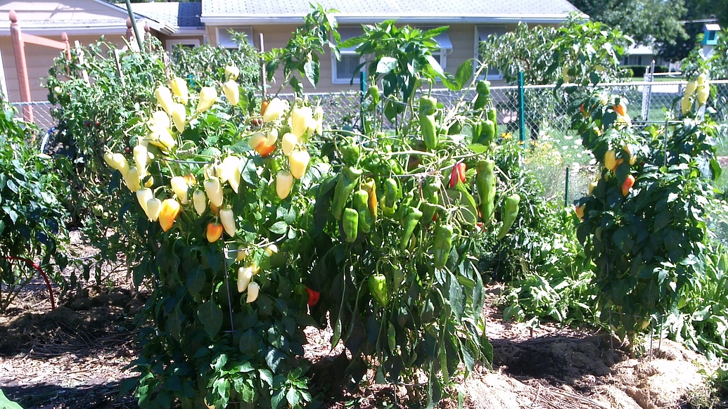 Planted out tomatoes and peppers General Gardening Growing Fruit