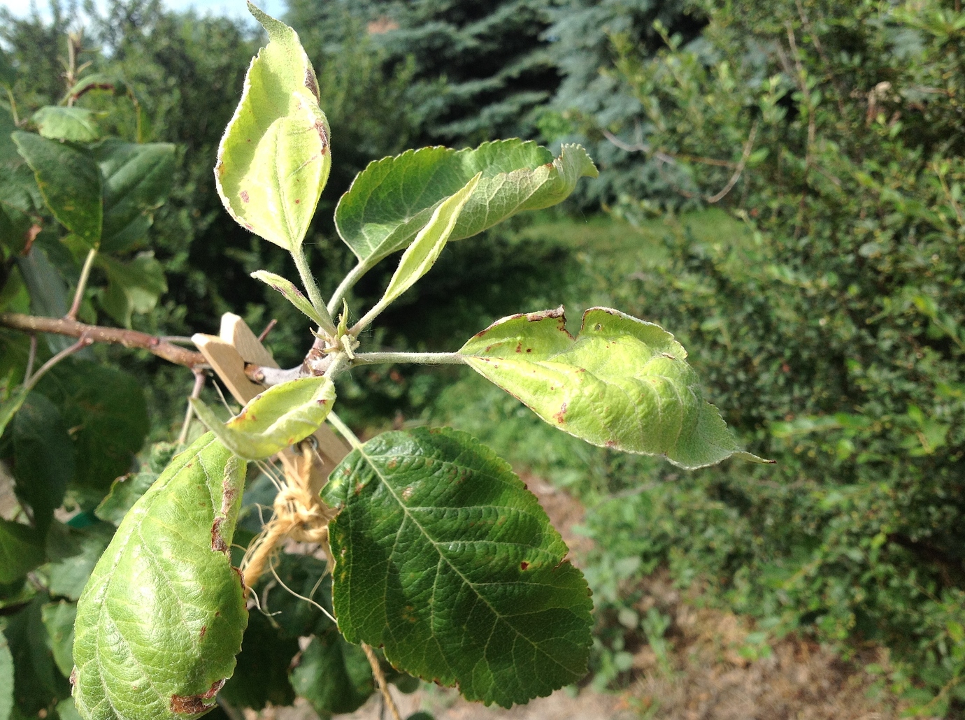 Apple tree issue with new growth? General Fruit Growing Growing Fruit