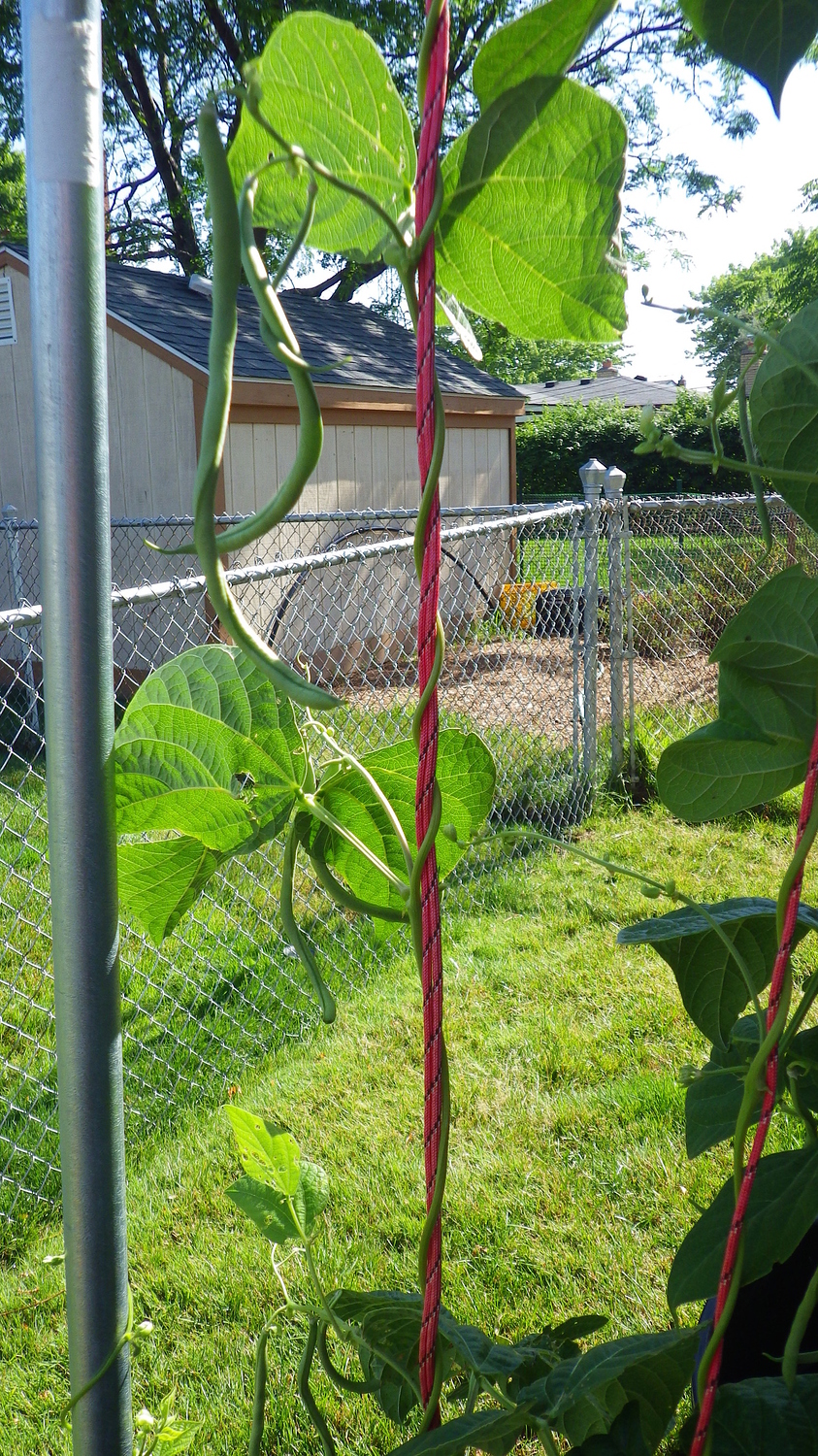 Any heat tolerant green bean General Gardening