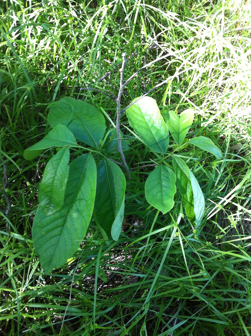 Pawpaw in Kansas it's a lot of work but can be done! General Fruit