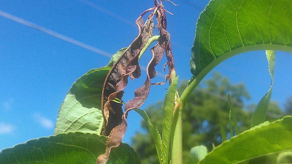 Peach tree tips dying General Fruit Growing Growing Fruit