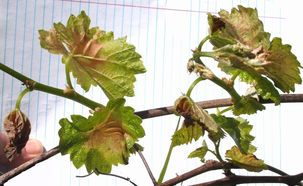 Grape Disease General Fruit Growing Growing Fruit