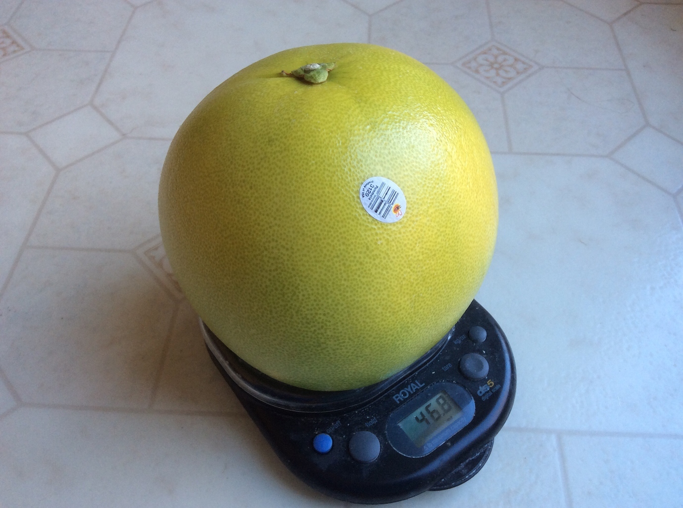 Pomelo, anyone? General Fruit Growing Growing Fruit