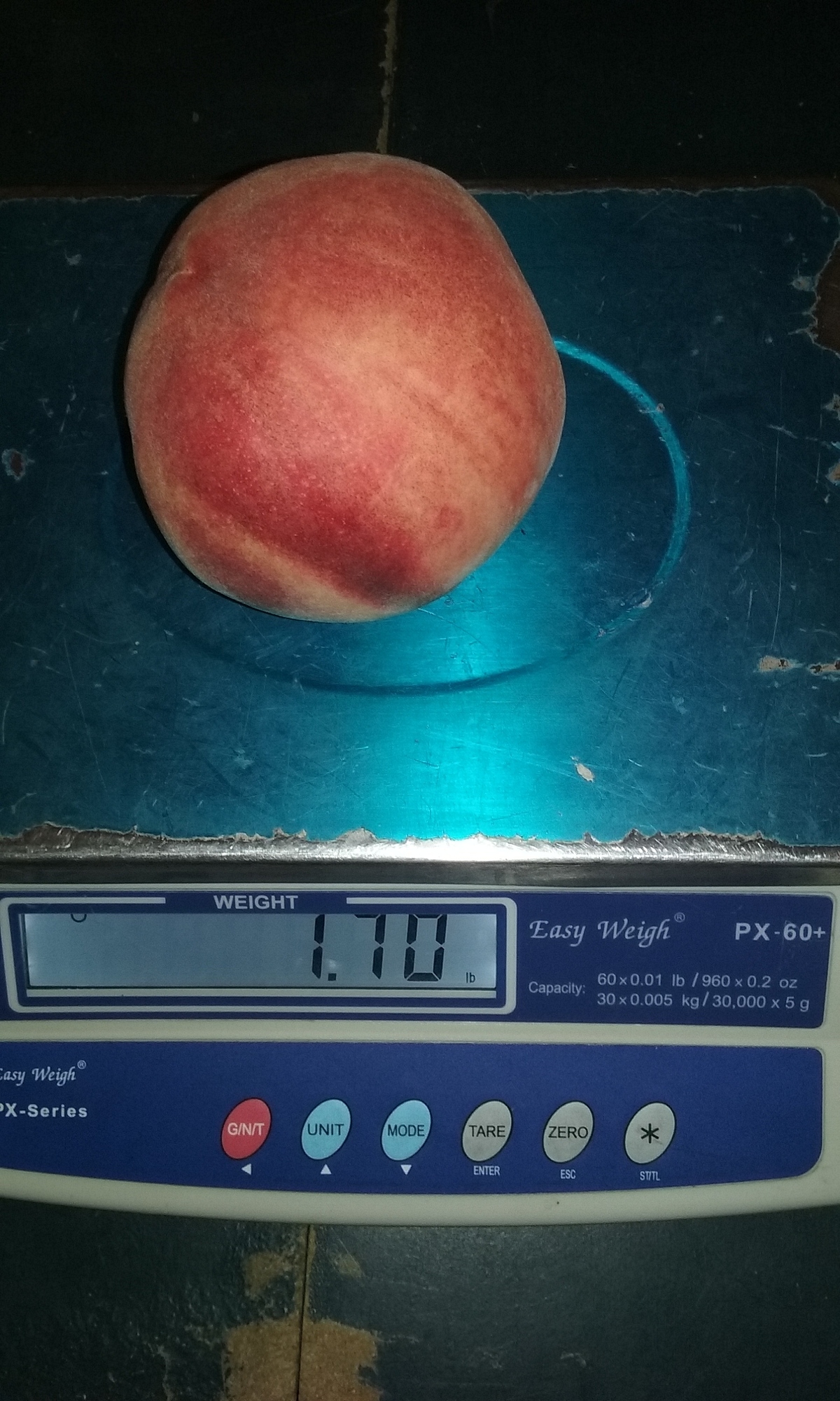 A really big peach General Fruit Growing Growing Fruit