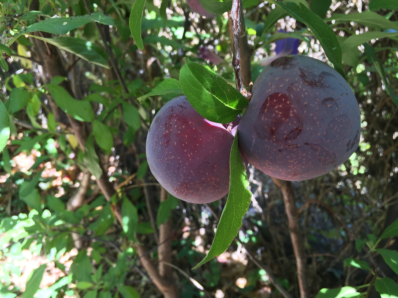 Yellow Crush Plum x Apricot Hybrid is actually Flavor Queen Pluot