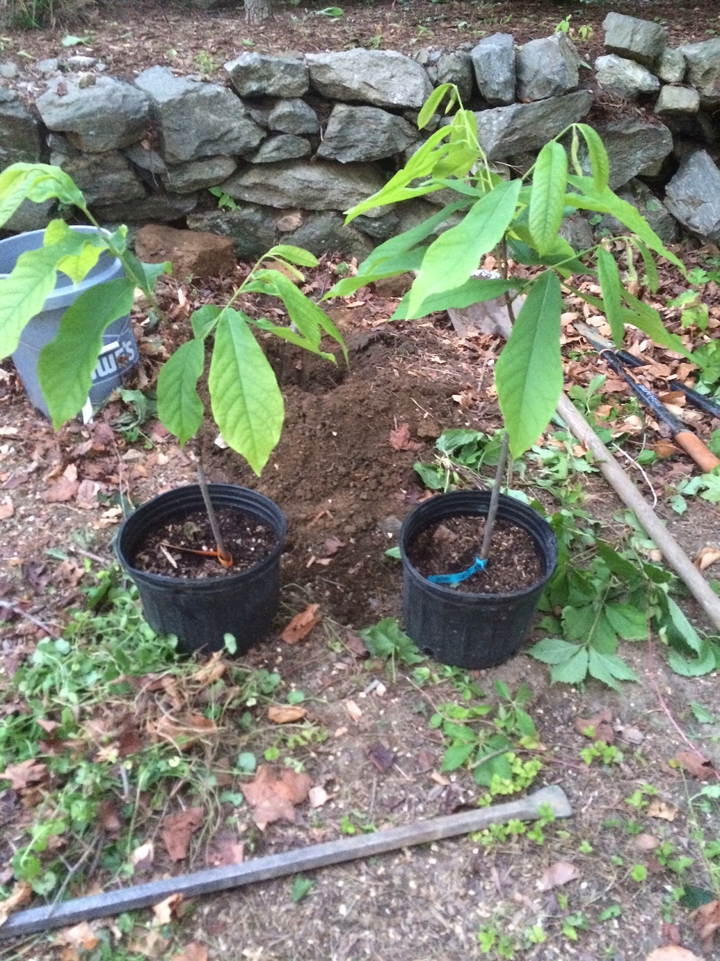 Transplanting PawPaws from 3gal. pots General Fruit Growing