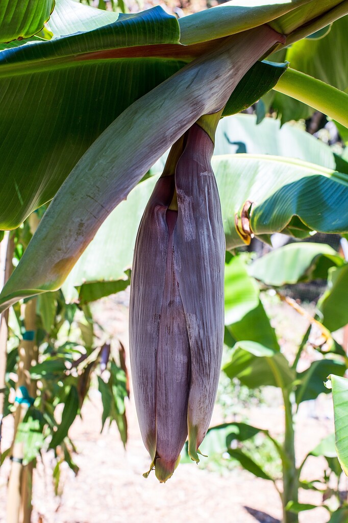 Bananas in Northern California General Fruit Growing Growing Fruit