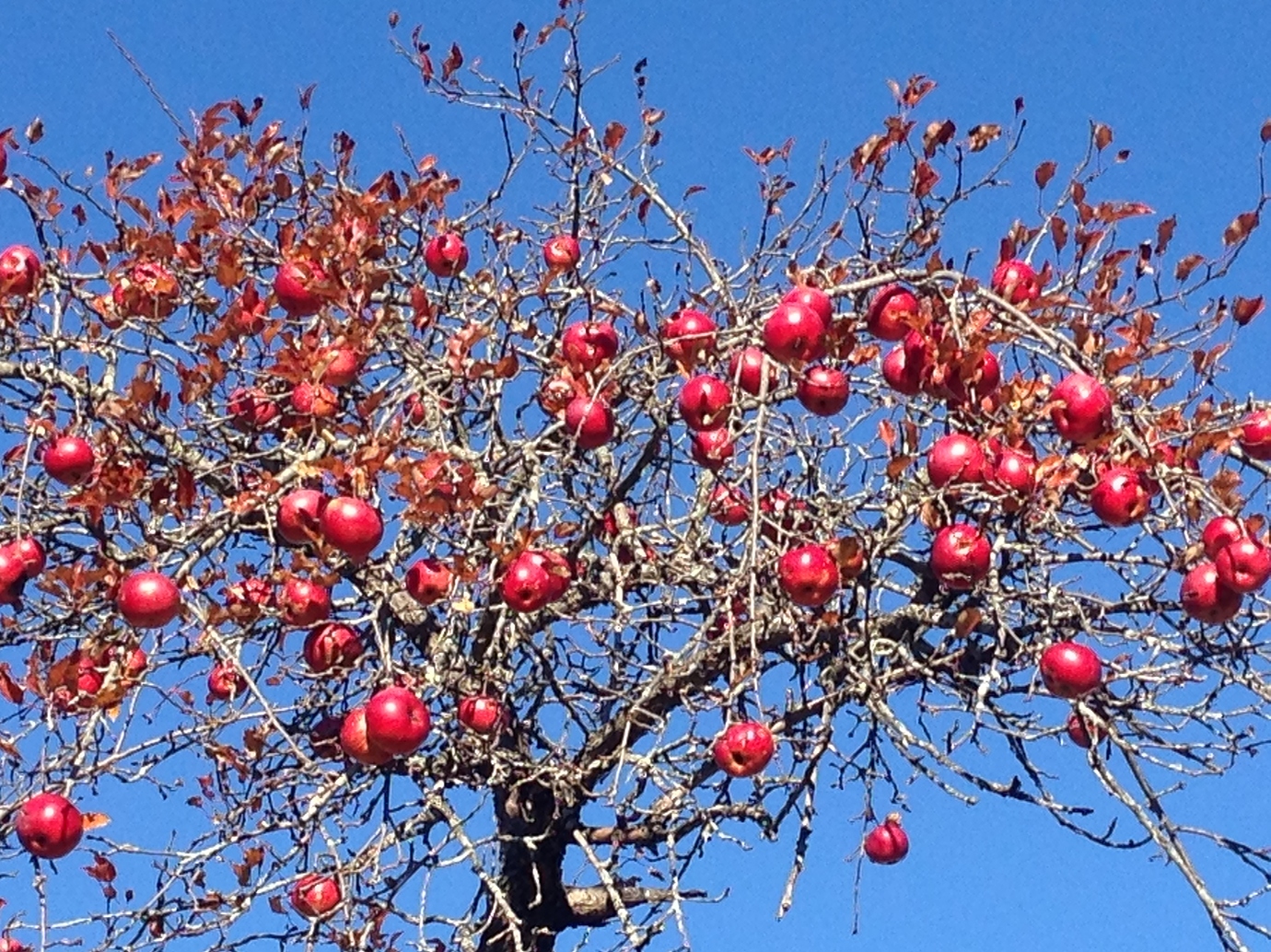 Baldwin Apple Identifcation General Fruit Growing Growing Fruit