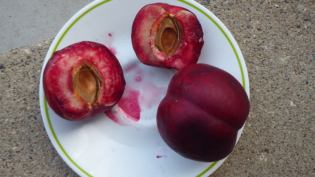 Best Tasting Pluot and Nectarine? General Fruit Growing Growing Fruit