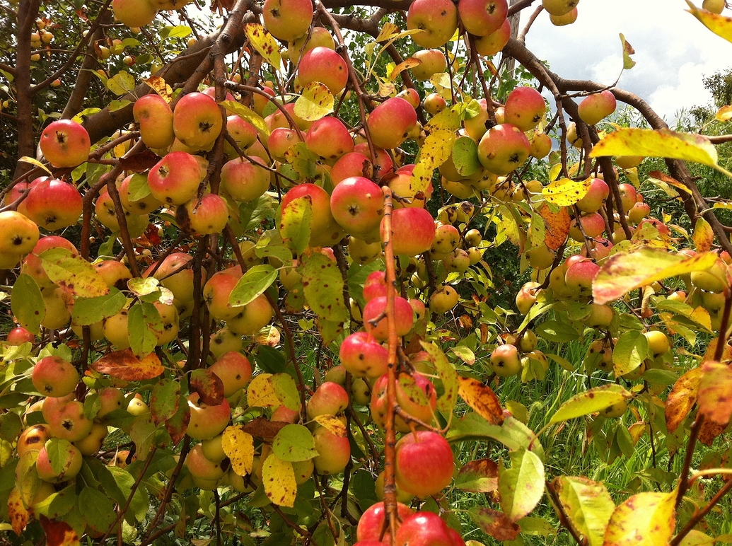 What's causing the Yellowing leaves on my crabapple? General Fruit