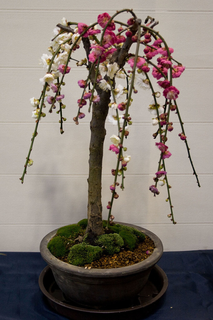 Ume (flowering apricot) ... Anyone growing them? - General Fruit Growing -  Growing Fruit